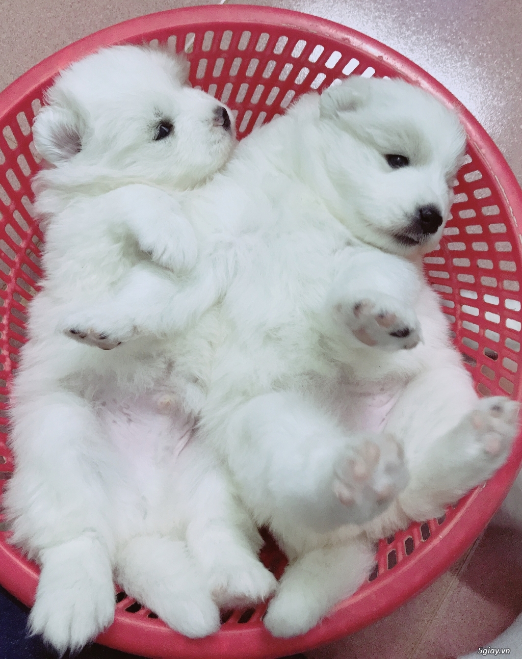 Bán chó Samoyed con đẹp - 1