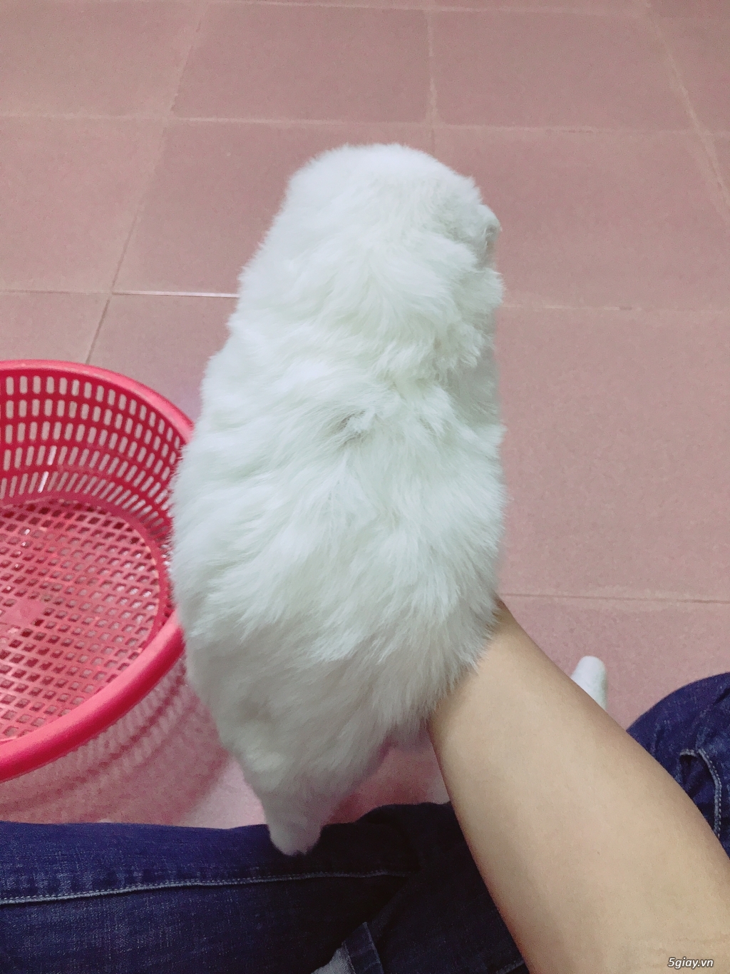 Bán chó Samoyed con đẹp