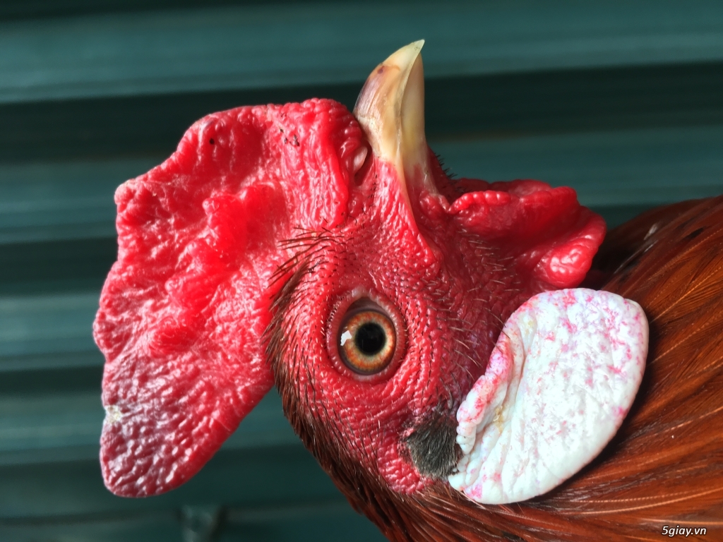 Gà tre đá tiền hàng chất - 2