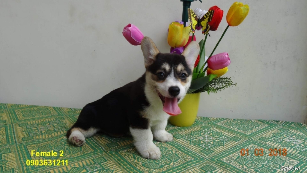 Corgi Puppies Full Vka Cha Mẹ Nhập Nga - 3