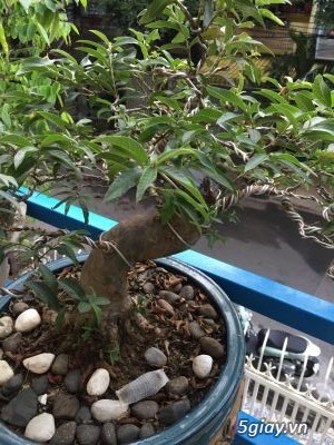 CẦN GIAO LƯU CÂY CẢNH... - 1