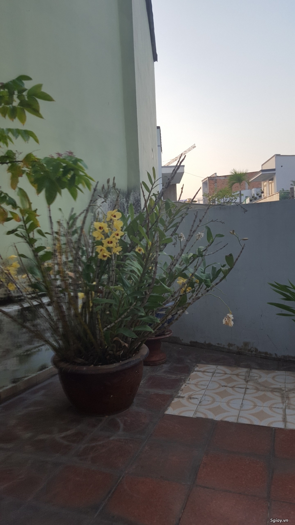 CẦN THANH LÝ VƯỜN LAN SL LỚN GIÁ TỐT - 9
