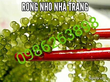 Rong nho Nha Trang