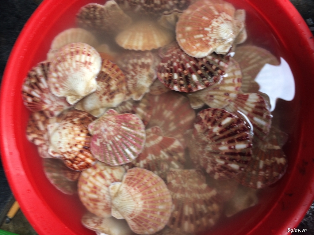 Cá Bốp,Sò điệp,Bạch Tuột tươi ngon từ Biển Bình Thuận vào đây