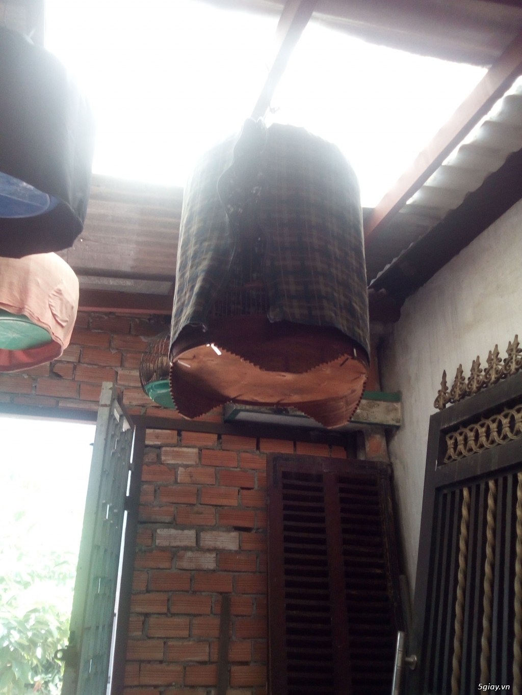 Thanh lý chim - 4