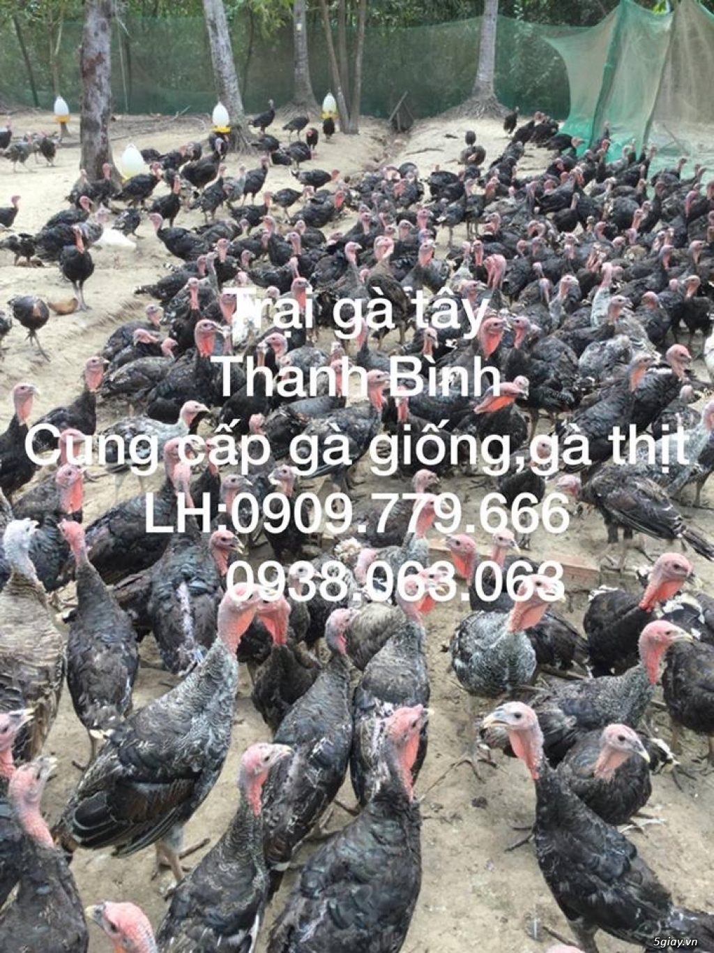 Trại gà tây(gà lôi) giống Thanh Bình.Chuyên cung cấp con giống LH:0909.779.666 - 24