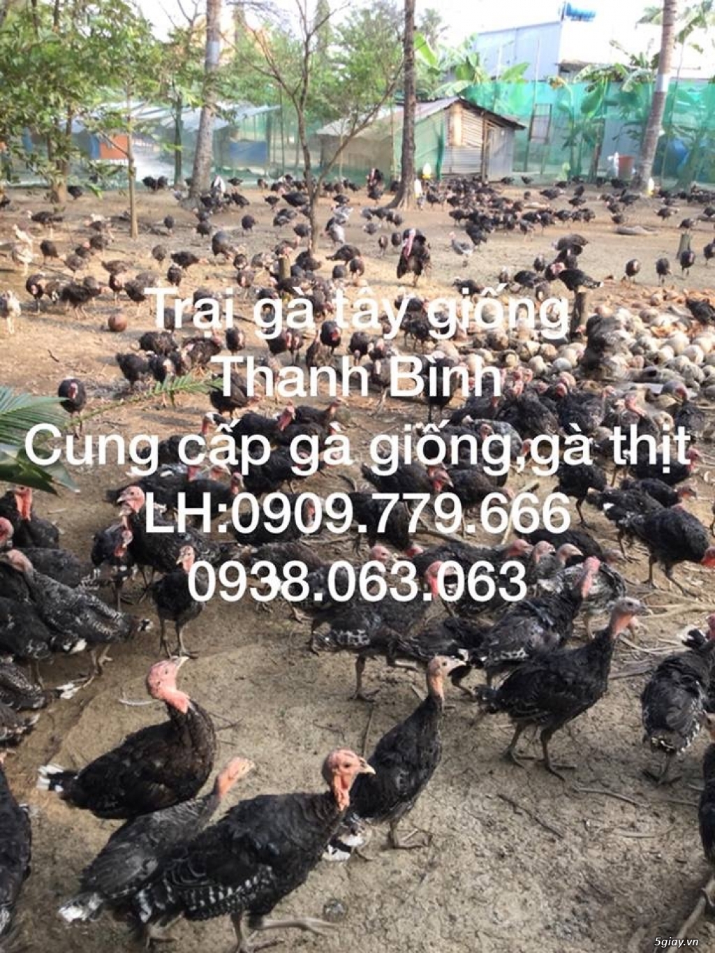 Trại gà tây(gà lôi) giống Thanh Bình.Chuyên cung cấp con giống LH:0909.779.666 - 22