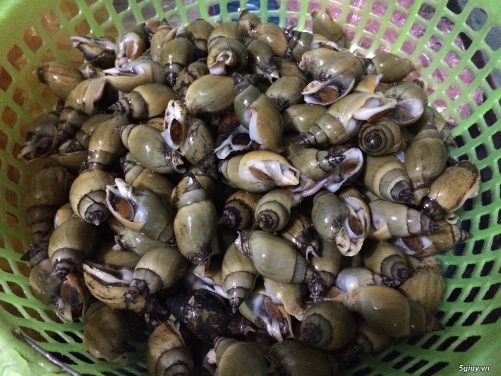 Cá Bốp,Sò điệp,Bạch Tuột tươi ngon từ Biển Bình Thuận vào đây - 8