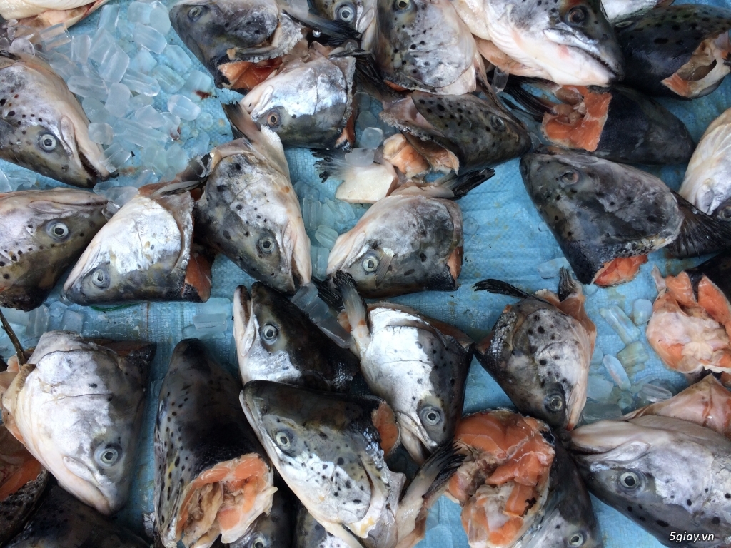 Cá Bốp,Sò điệp,Bạch Tuột tươi ngon từ Biển Bình Thuận vào đây - 11