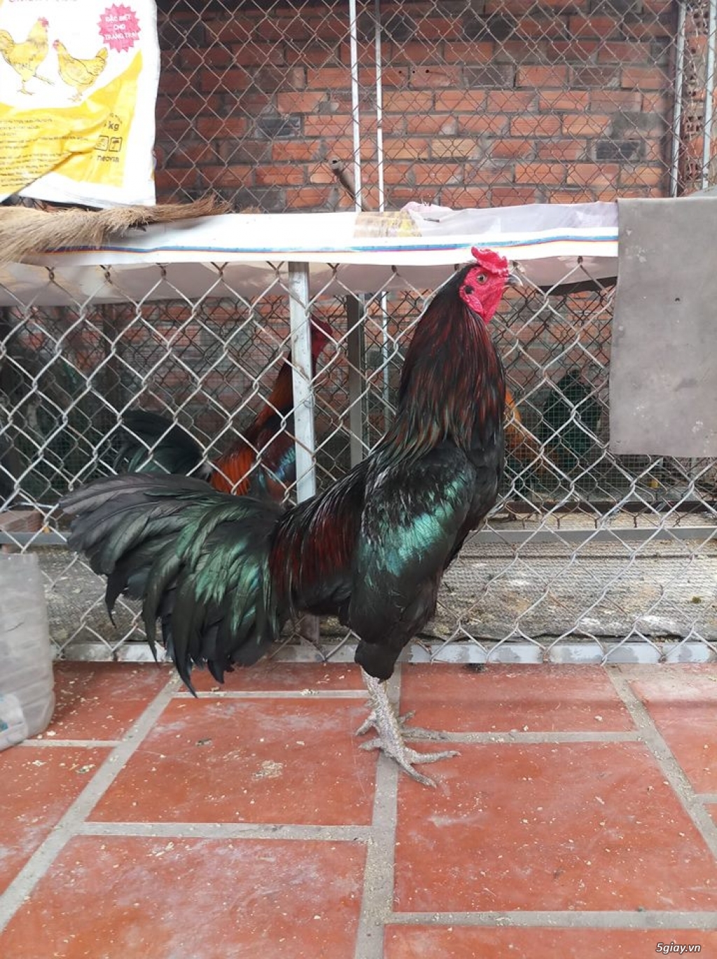 Gà nòi giá mềm