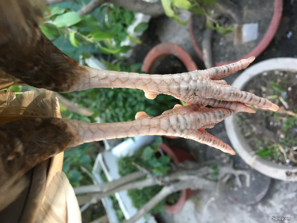gà tre thủ đức 2