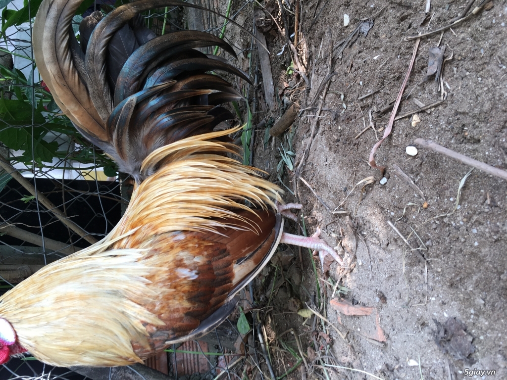 gà tre thủ đức 2 - 1