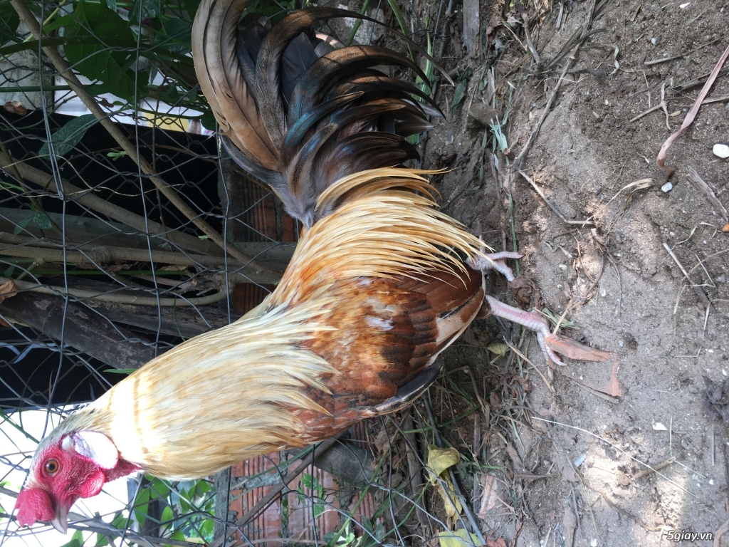 gà tre thủ đức 2 - 3