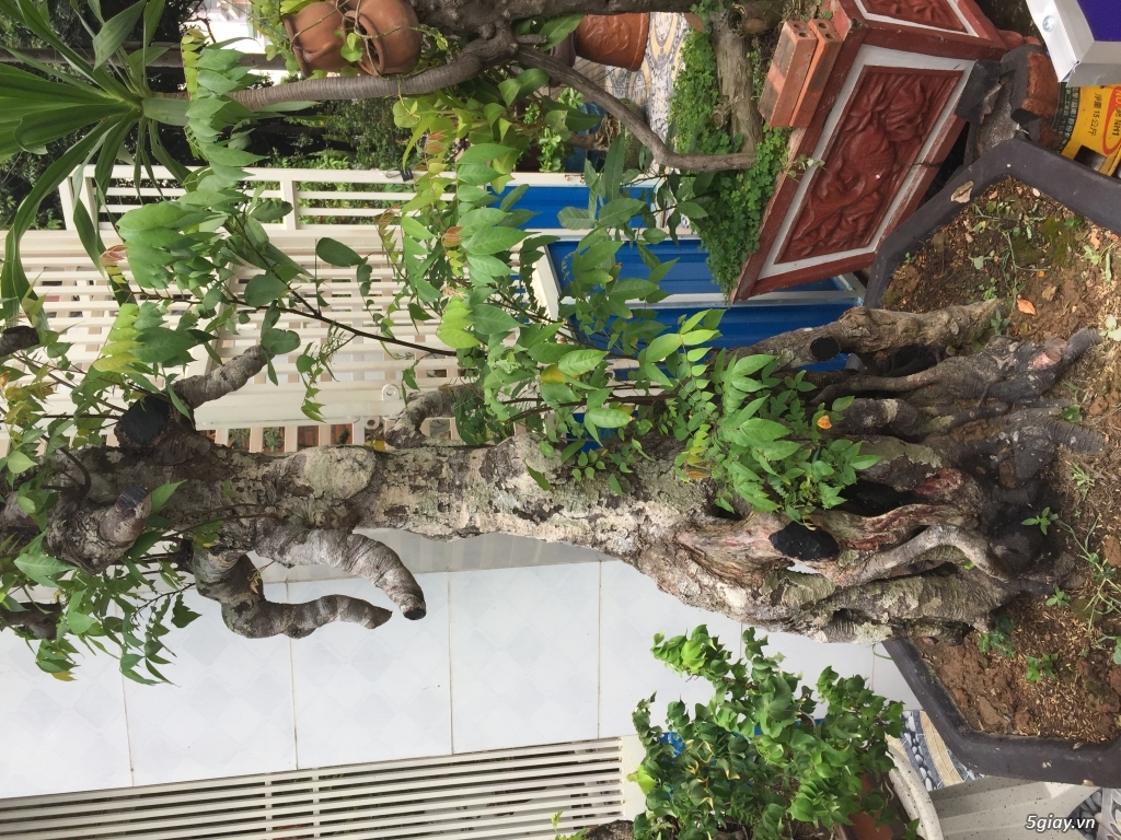 Can ban may cay me khe linh sam - 4