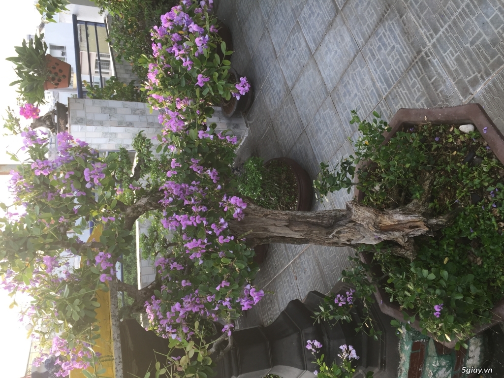 Can ban cay khe linh sam - 2