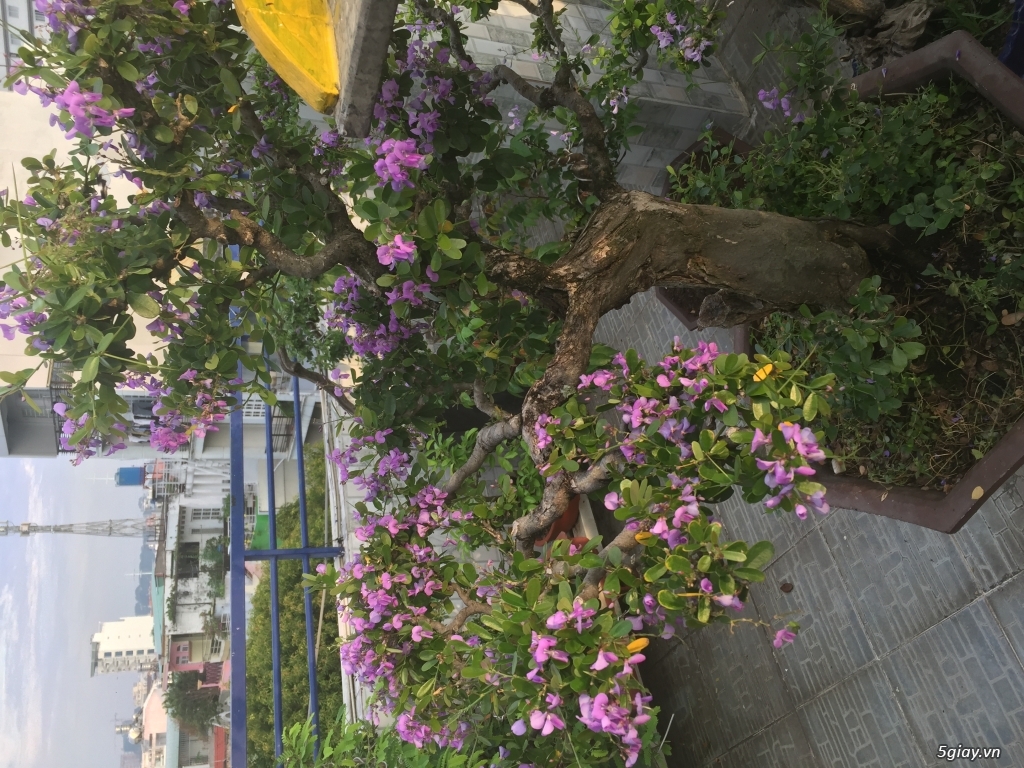 Can ban may cay linh sam - 4