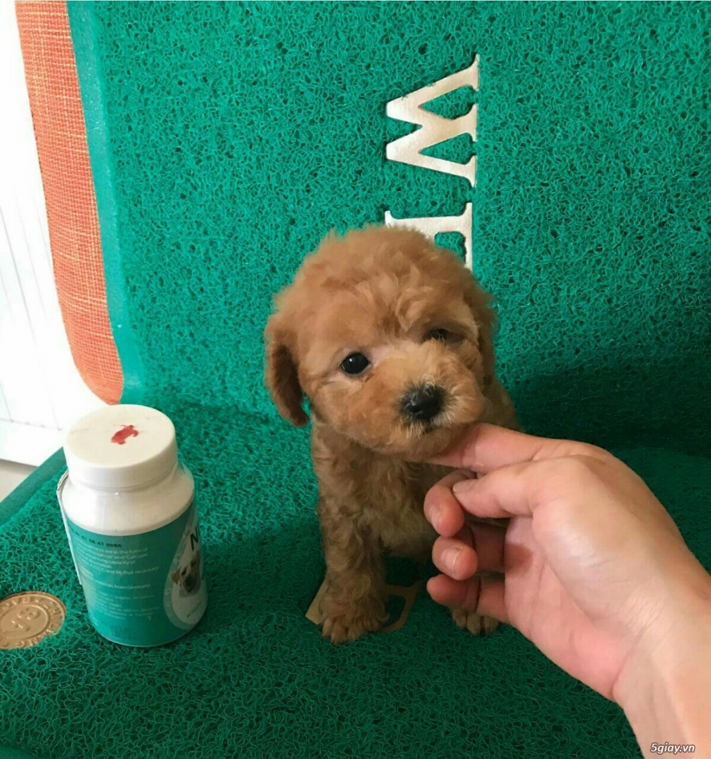 Bán Teacup - Tiny Poodle, 02 tháng tuổi, chích ngừa 01 mũi - 4