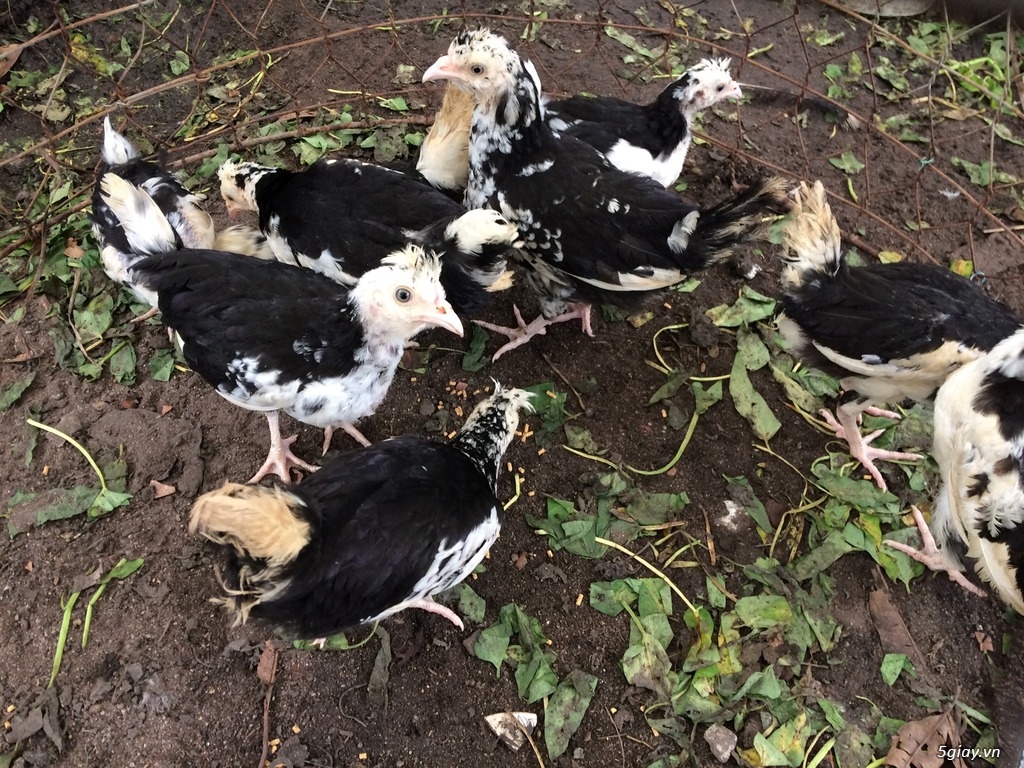 Gà các loại - 5