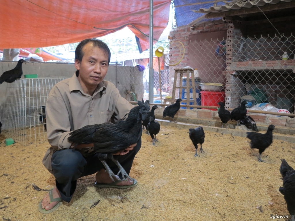 gà Cemani and Đông Tảo - 1
