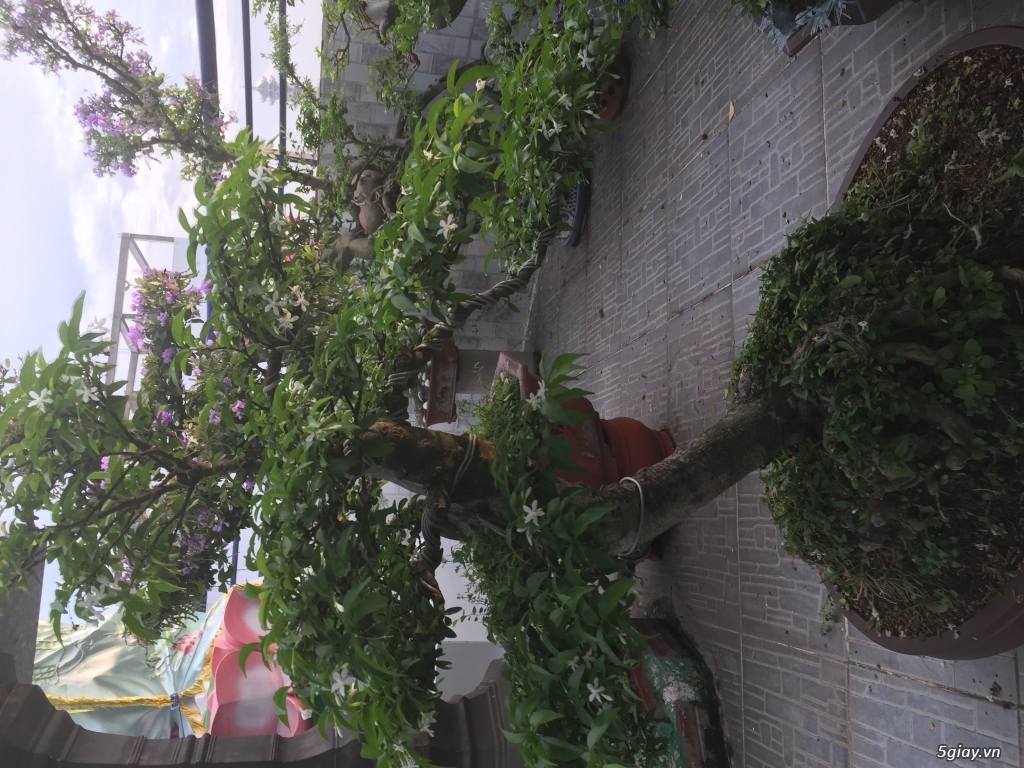 Can ban may cay linh sam - 1