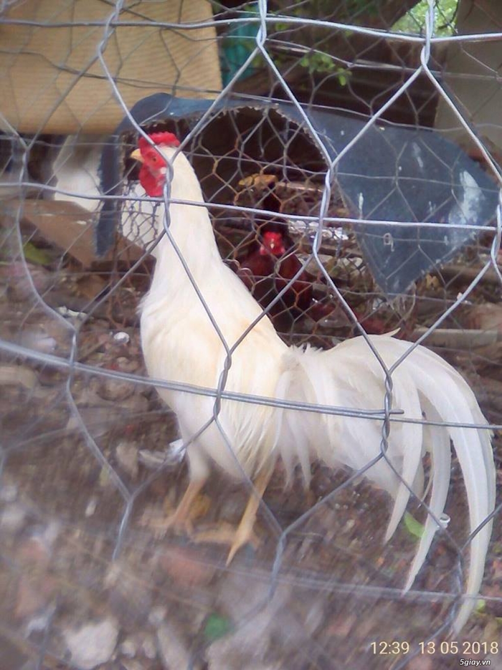 Cần bán: Gà mỹ lai 7 tháng tuổi, 1kg450. 700k - 5