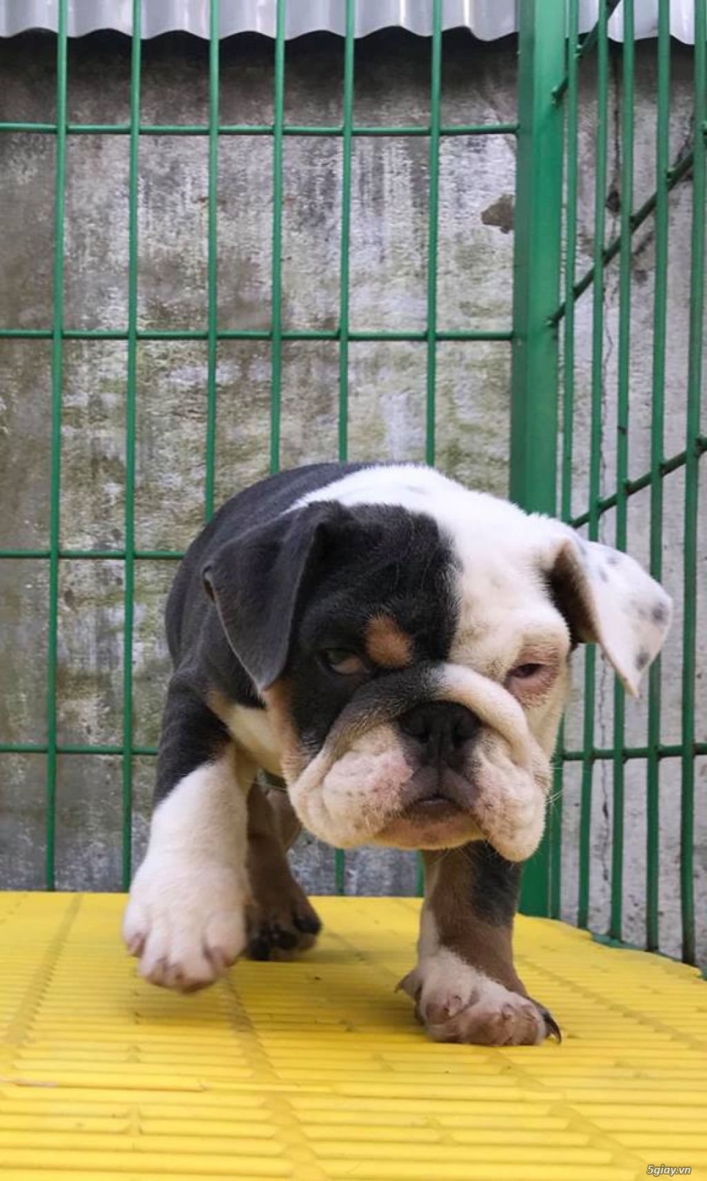 bulldog  anh black - 2