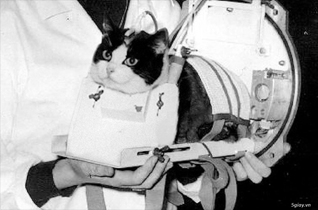 Số phận bi thảm của cô mèo đầu tiên sống sót sau khi trở về từ vũ trụ