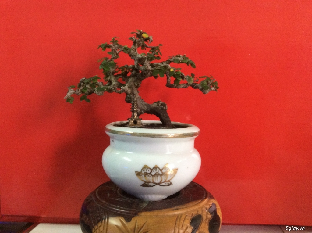 bonsai đẹp giá rẻ - 2