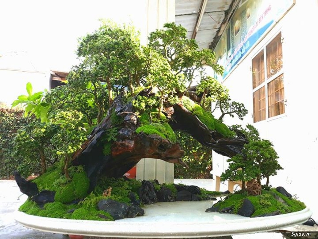 bonsai đẹp giá rẻ