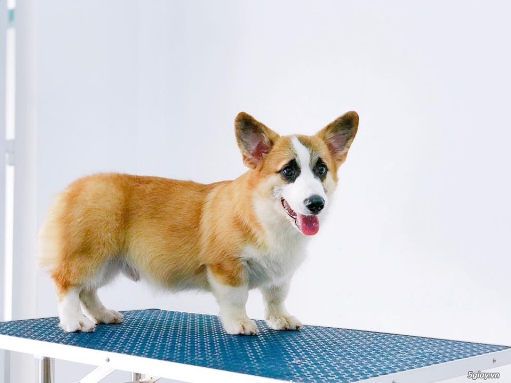 Cần Bán Chó Corgi Đực,giấy VKA chứng nhận thuần chủng - 2