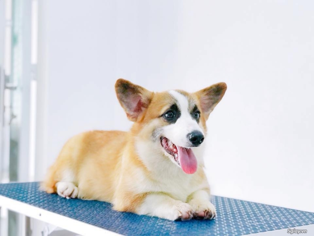 Cần Bán Chó Corgi Đực,giấy VKA chứng nhận thuần chủng - 1