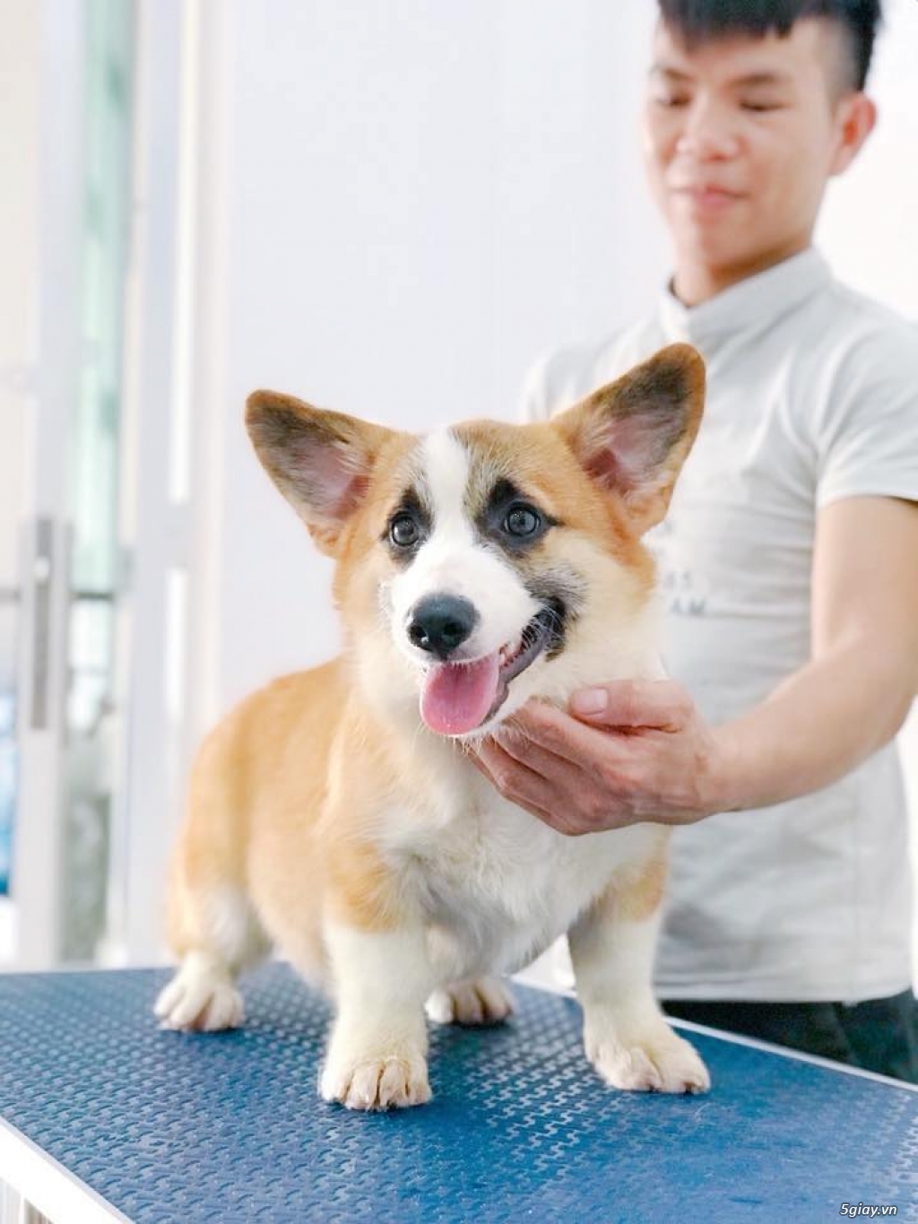Cần Bán Chó Corgi Đực,giấy VKA chứng nhận thuần chủng - 3