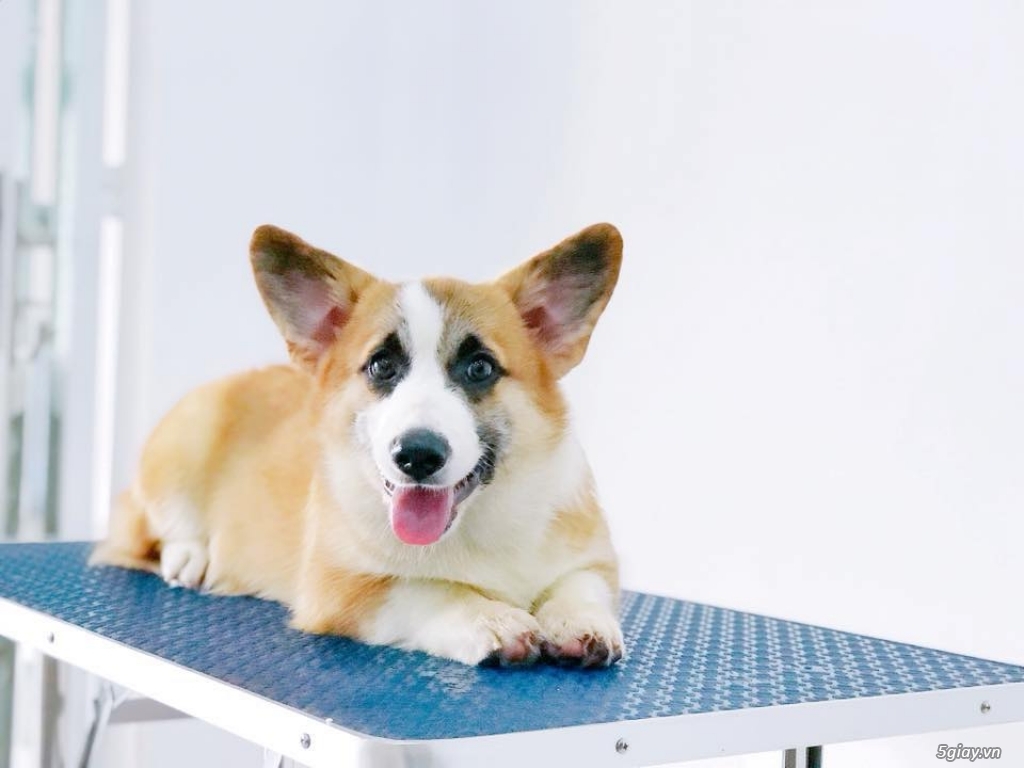 Cần Bán Chó Corgi Đực,giấy VKA chứng nhận thuần chủng