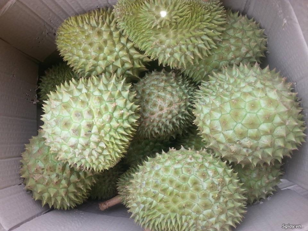 Sầu Riêng Rụng Ri6 Và Thái - 7