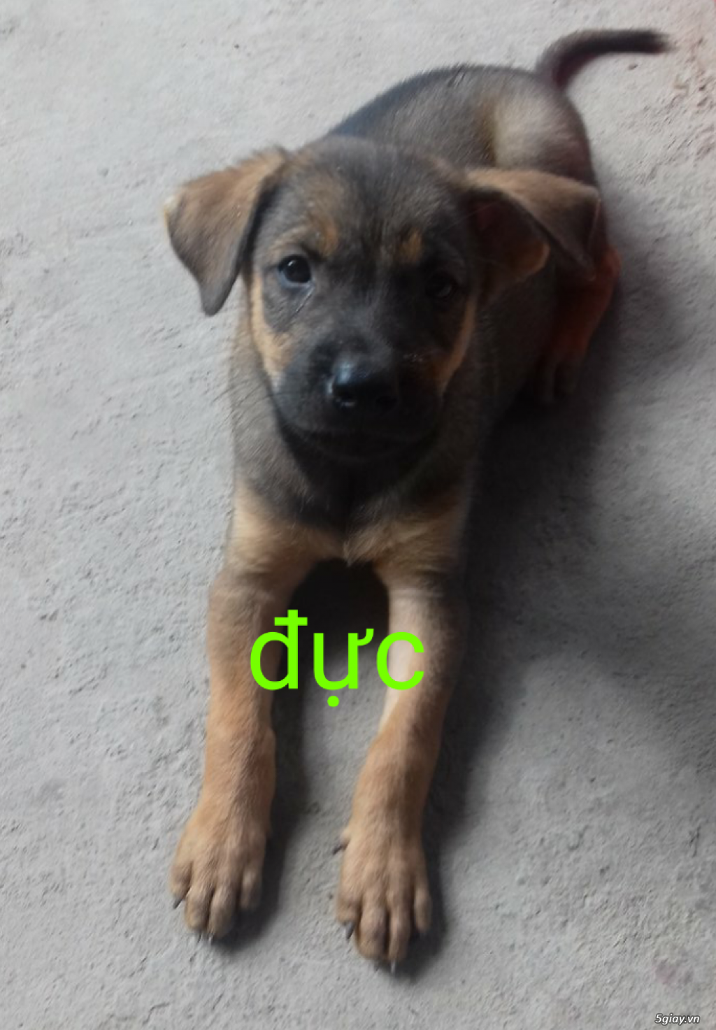Phú quốc lai rottweiler - 2