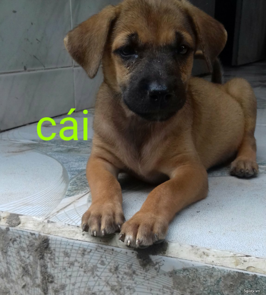 Phú quốc lai rottweiler - 4