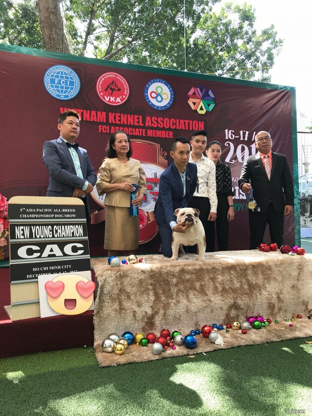 HCM. Thủ Đức Nhận Phối Giống E.Bulldog - 2