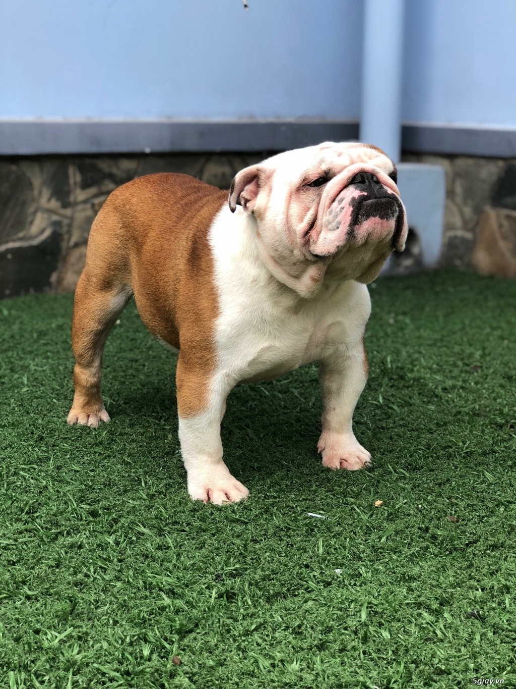 HCM. Thủ Đức Nhận Phối Giống E.Bulldog - 1