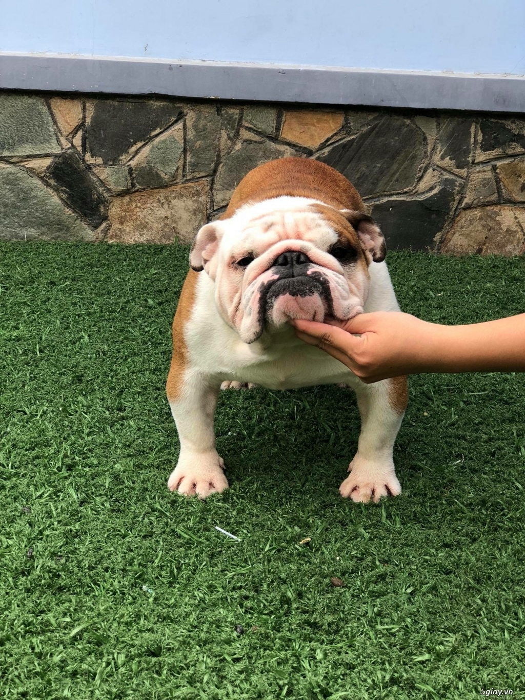 HCM. Thủ Đức Nhận Phối Giống E.Bulldog - 3