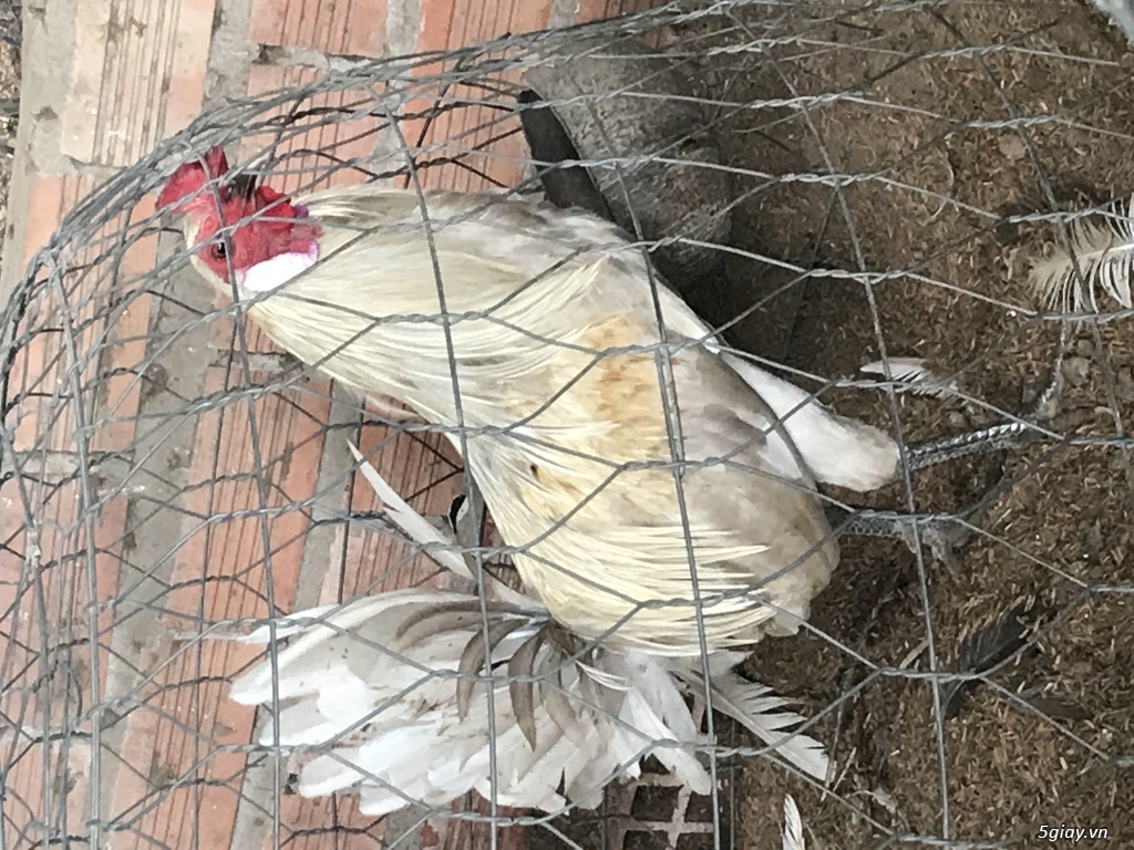 Gà tre mỹ