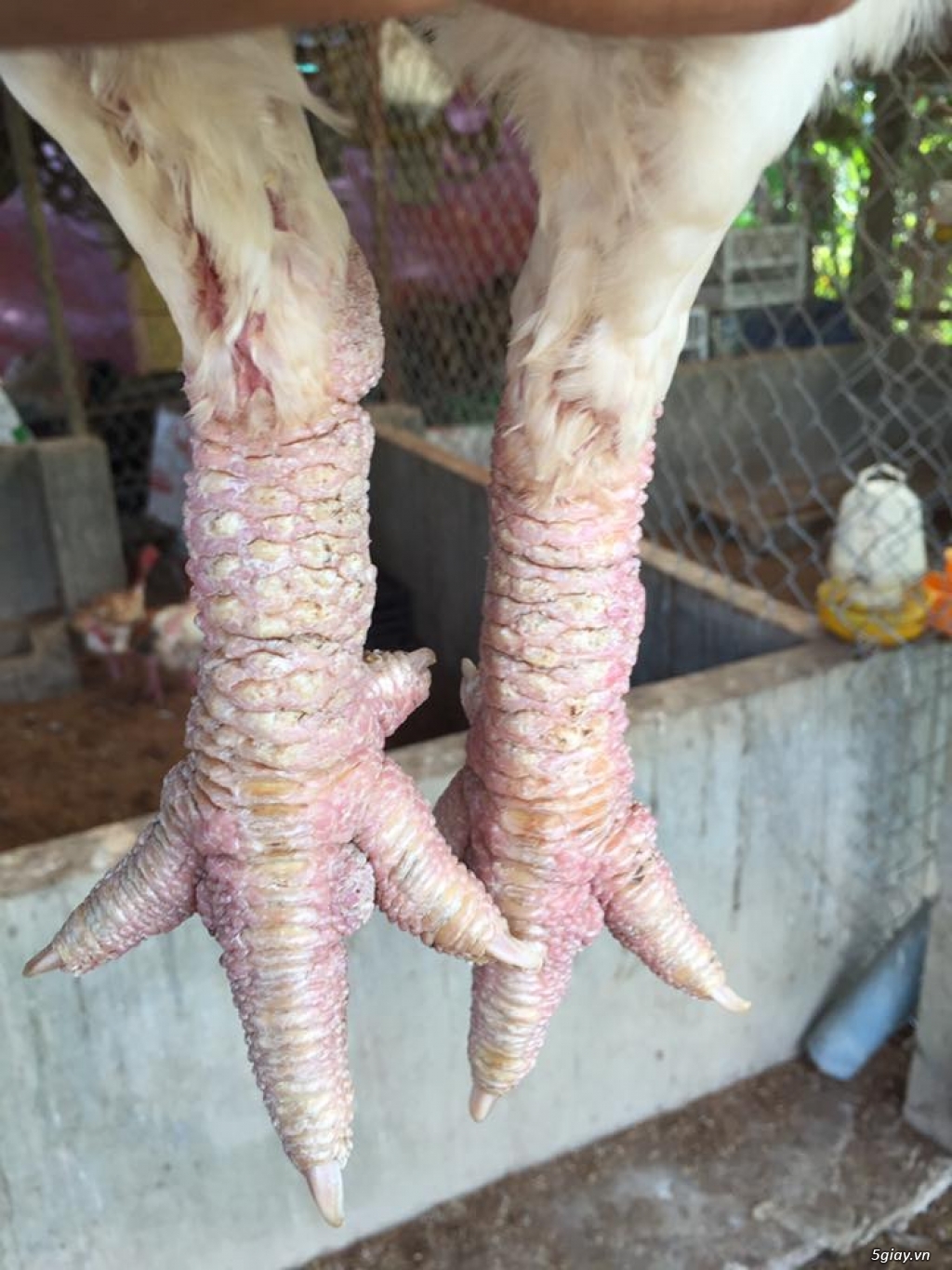 Gà Đông Tảo Nhạn và Gà Biếu Sinh Sản - 5
