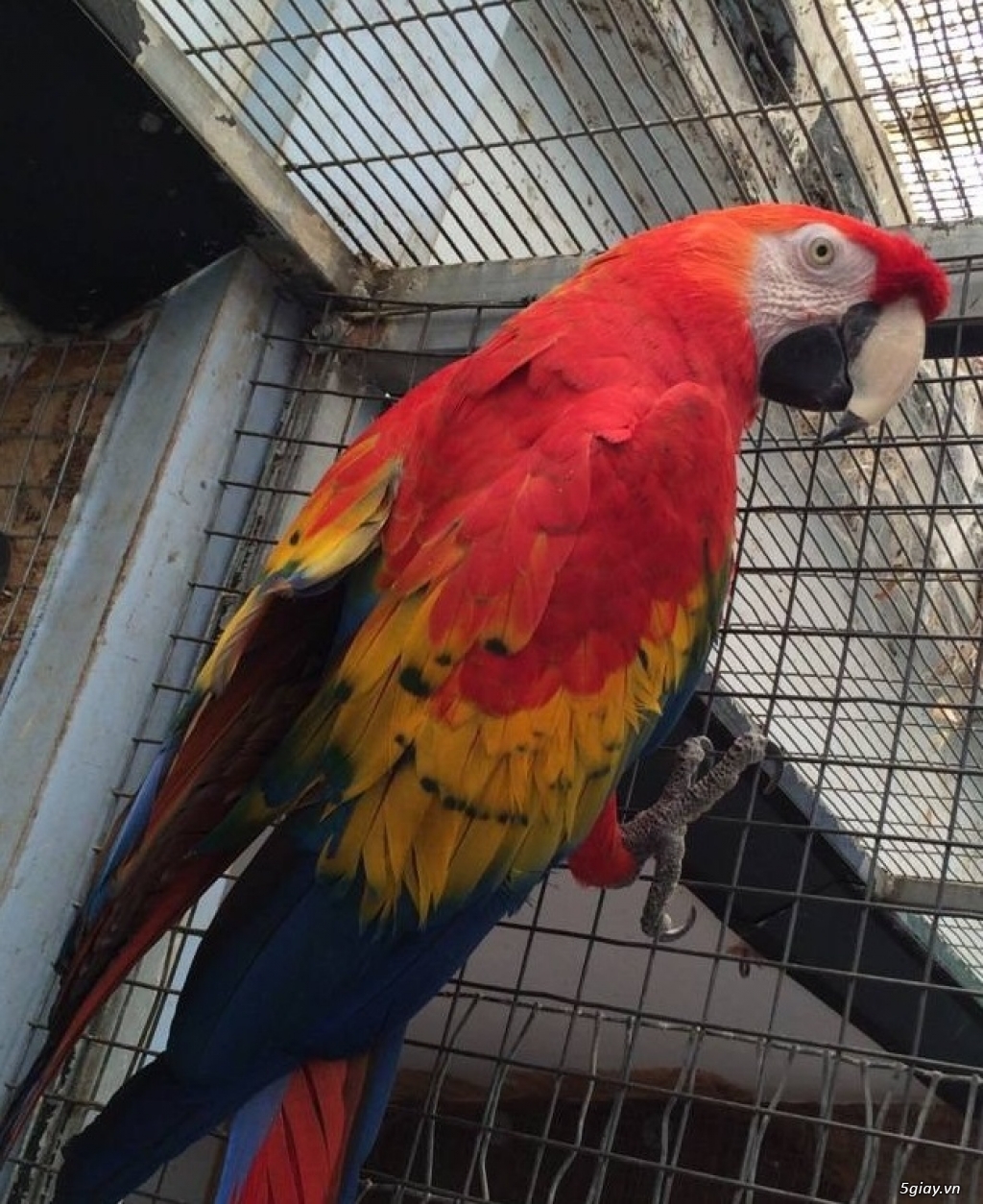 Vẹt Nam Mỹ Scarlet Macaw con Trống