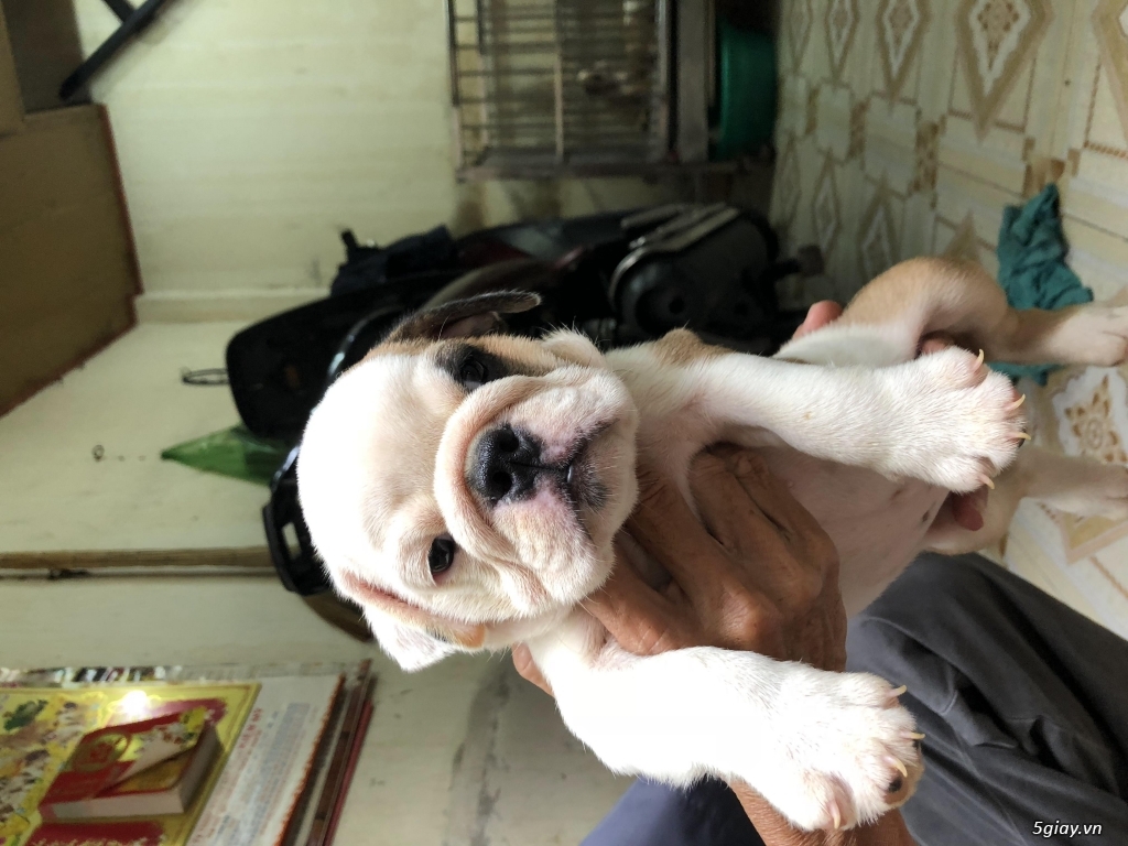 9 Bé English Bulldog 1,5 Tháng Siêu Cute Gia Phả Khủng - 14