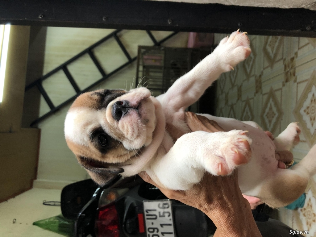 9 Bé English Bulldog 1,5 Tháng Siêu Cute Gia Phả Khủng - 15