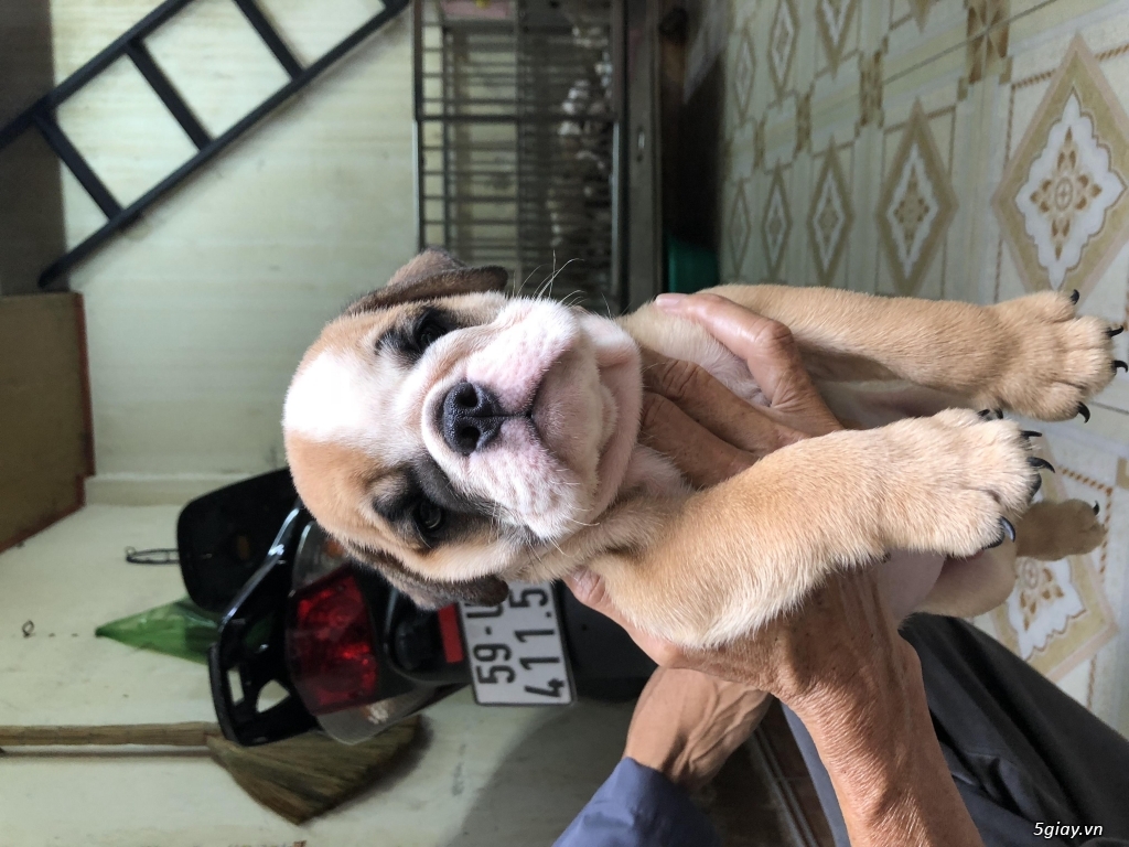 9 Bé English Bulldog 1,5 Tháng Siêu Cute Gia Phả Khủng - 10