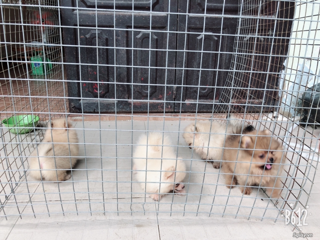 Rã đàn Phóc sóc (Pomeranian) Teacup và Mini- Gốc Thái- 2,5 tháng tuổi - 1
