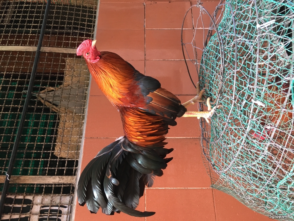 Gà tre đá - 5