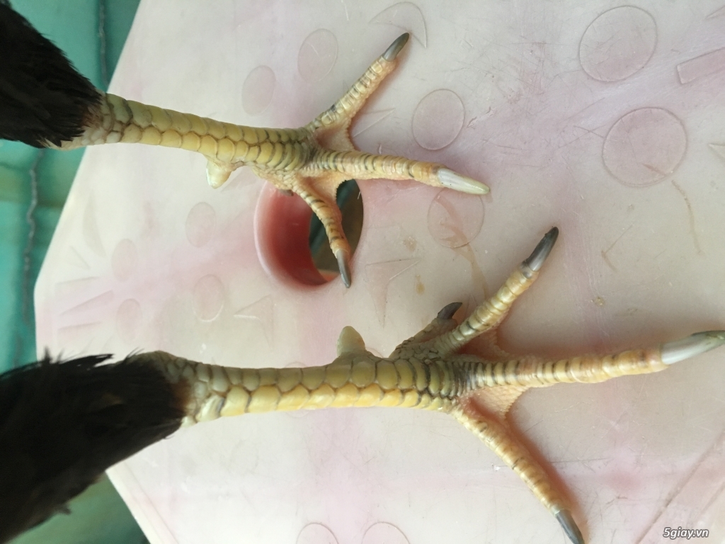 Gà tre nhát người - 2