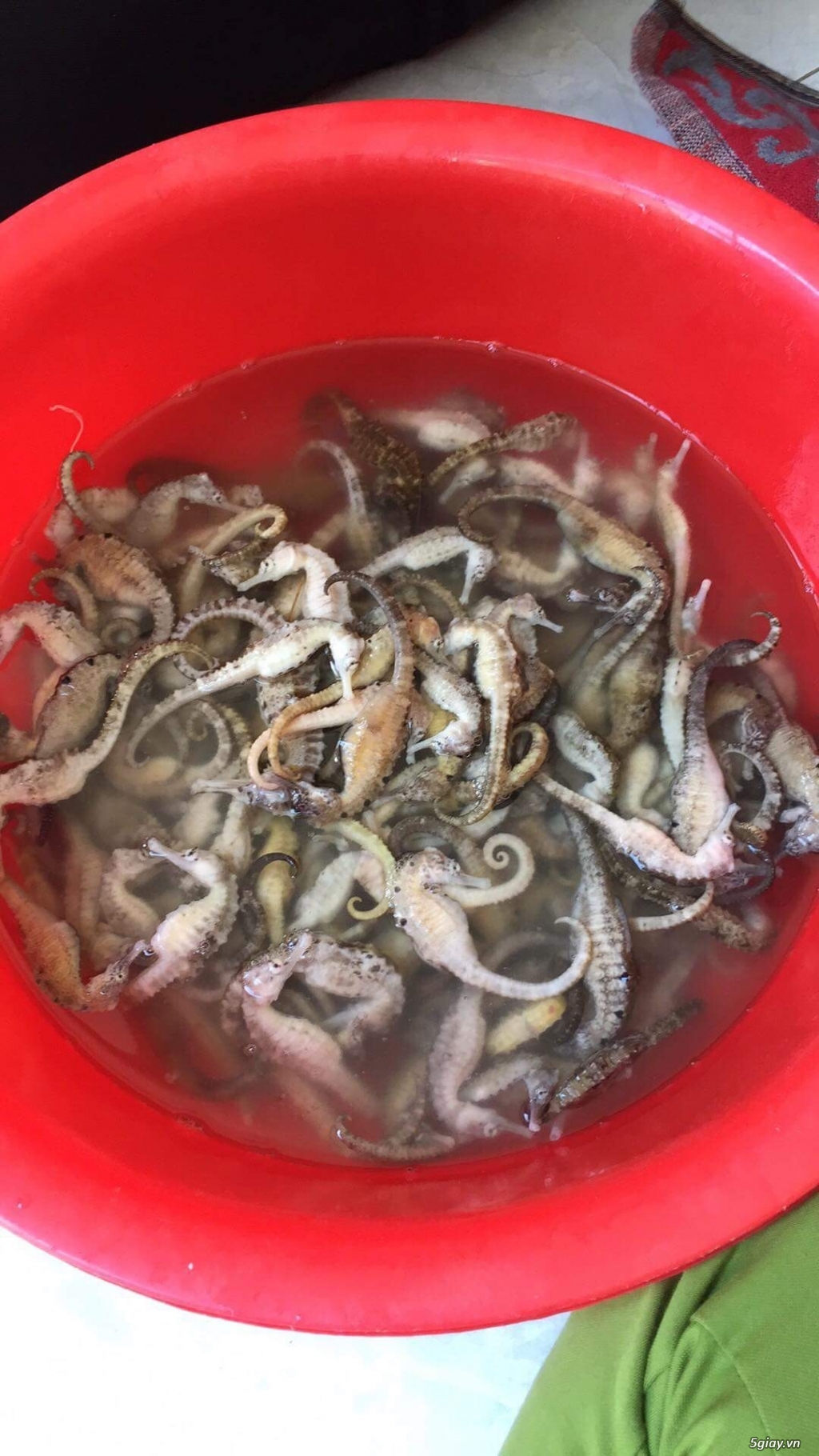 Cá ngựa ngâm rượu ae hợp nhãn alo