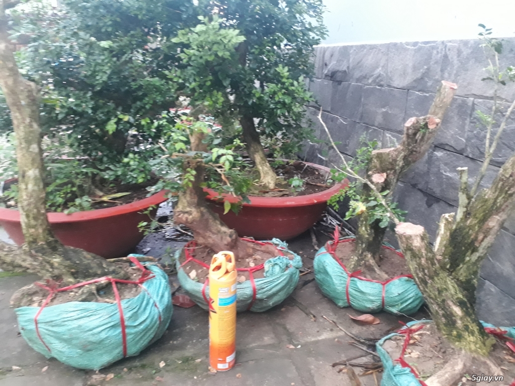 lô nguyệt quế bông chùm 10 gốc gl - 4